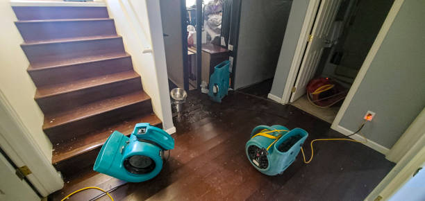 Best Water damage contractors near me  in Toledo, IL